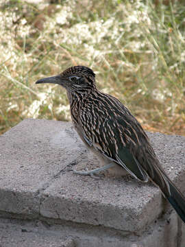 Image of Roadrunners