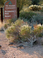 Image of Gambel's Quail