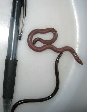 Image of Mann's  Worm Lizard