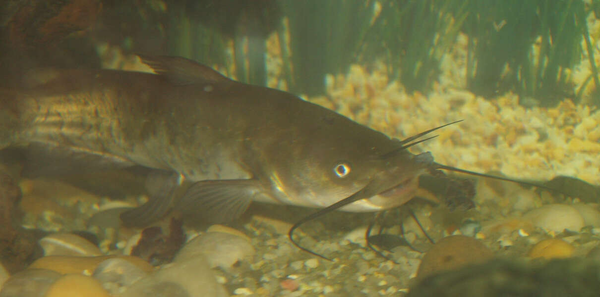 Image de poisson-chat, barbotte brune