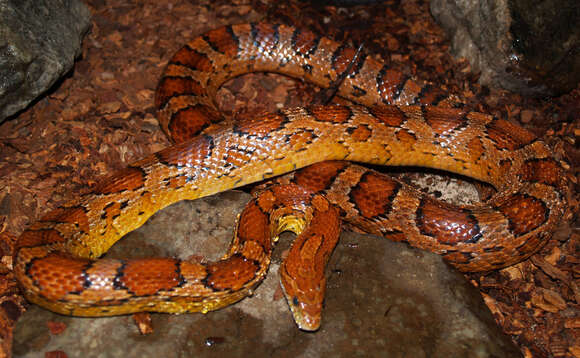 Image of Rat snakes