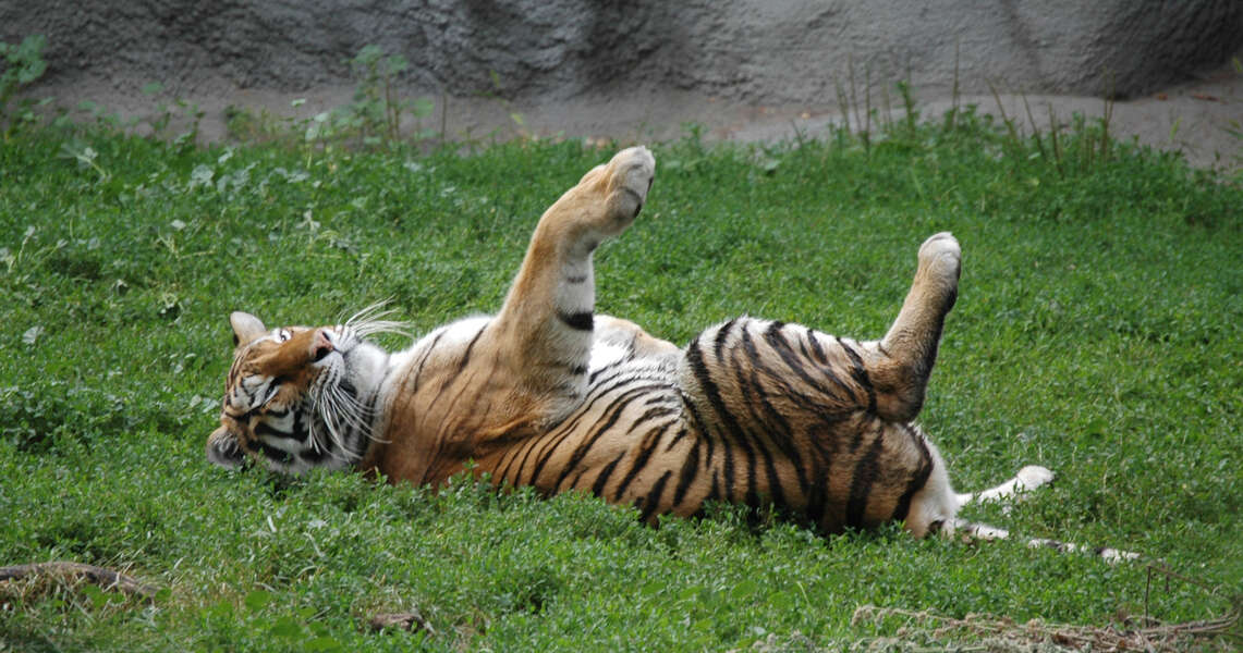 Image of Tiger