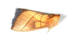 Image of White-dotted Prominent, Rough Prominent