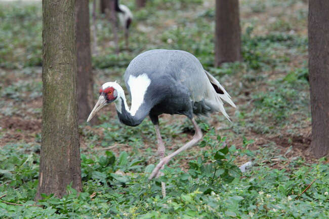 Imagem de Grus vipio