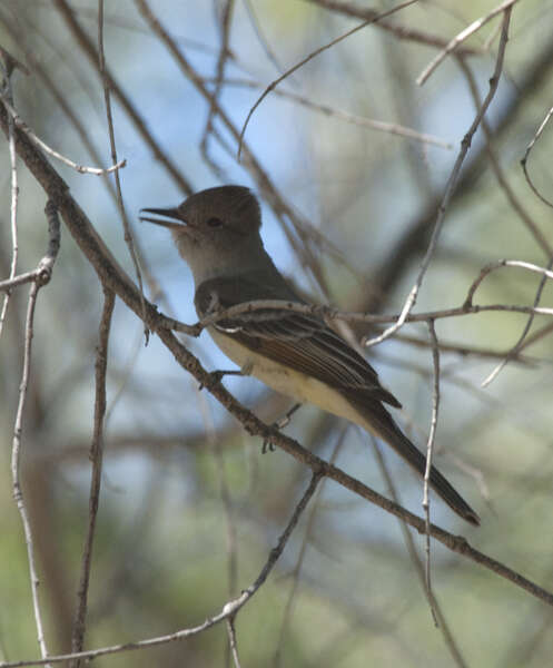 Imagem de Myiarchus cinerascens (Lawrence 1851)