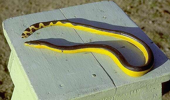 Image of Graceful small-headed or slender seasnake