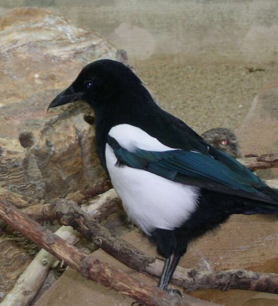 Black-billed magpie - Wikipedia