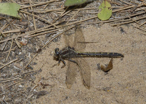 Phanogomphus spicatus (Hagen ex Selys 1854) resmi