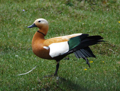 Image of ducks, geese, and swans