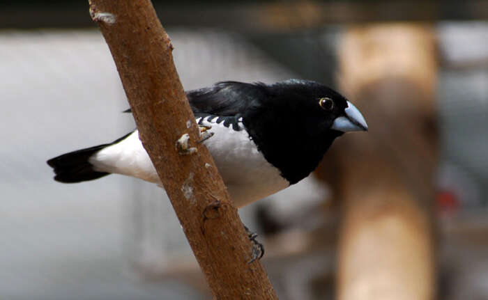 Image of Lonchura bicolor