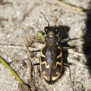 Plancia ëd Cicindela (Cicindela) formosa Say 1817