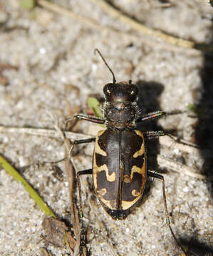 Image of Big Sand Tiger Beetle