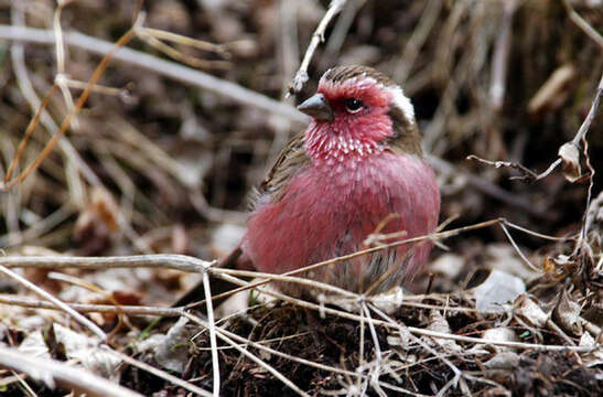 Image of Himalayan White-browed Rosefinch