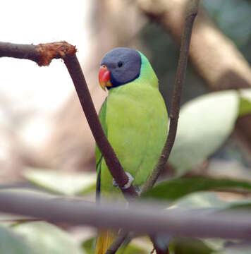 Image of Grey-headed Parakeet