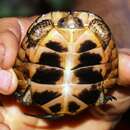 Image of Spotted Turtle