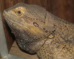 Image of Bearded Dragons