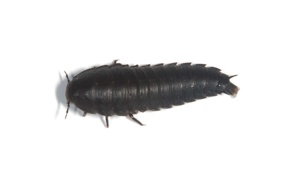 Image of Necrophila