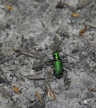 Слика од Cicindela (Cicindela) sexguttata Fabricius 1775