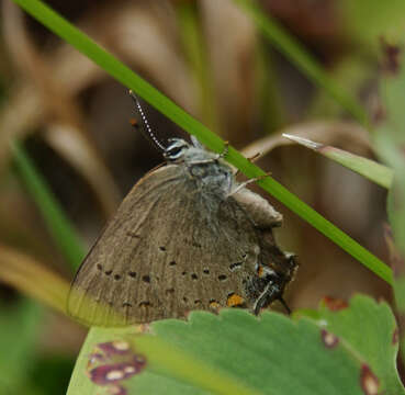 Image of Satyrium