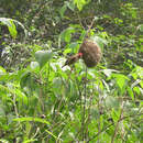 Quelea cardinalis (Hartlaub 1880) resmi