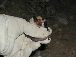 Image of Long-eared Myotis