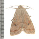 Orthosia hibisci Guenée 1852 resmi