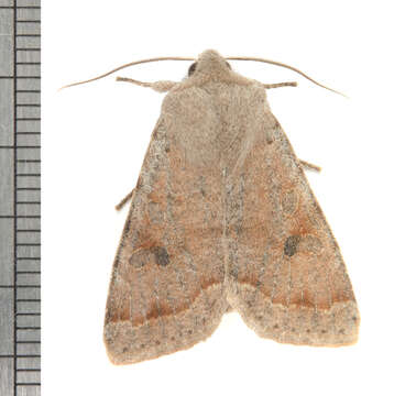 Orthosia hibisci Guenée 1852 resmi