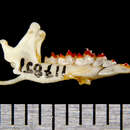 Image of Veracruz Shrew