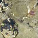 Image of owl limpet