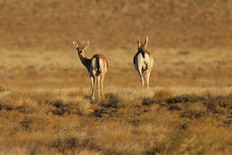 Image of Goitered Gazelle