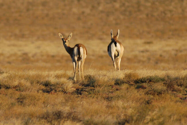 Image of Goitered Gazelle