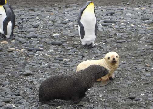 Image de Arctocéphale de Kerguelen