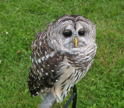 Image of Barred Owl