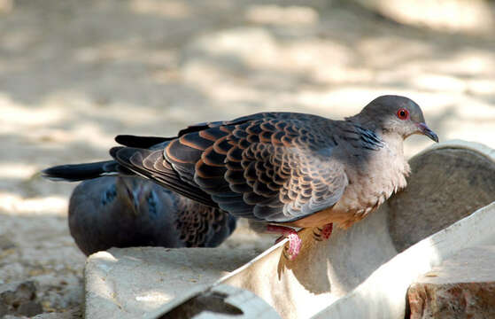 Image of Oriental Turtle Dove