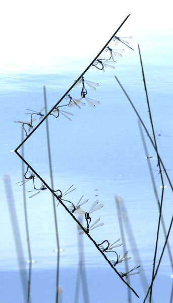 Image of Amber-winged Spreadwing