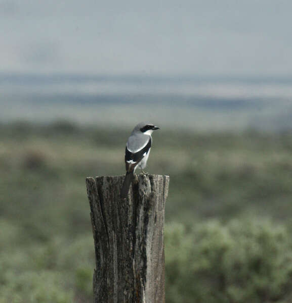 Image of Loggerhead Shrike