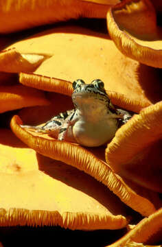 Image of pickerel frog