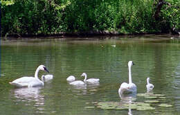 Image of Trumpeter Swan