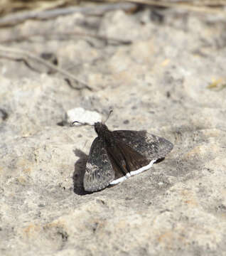 Image of Funereal Duskywing