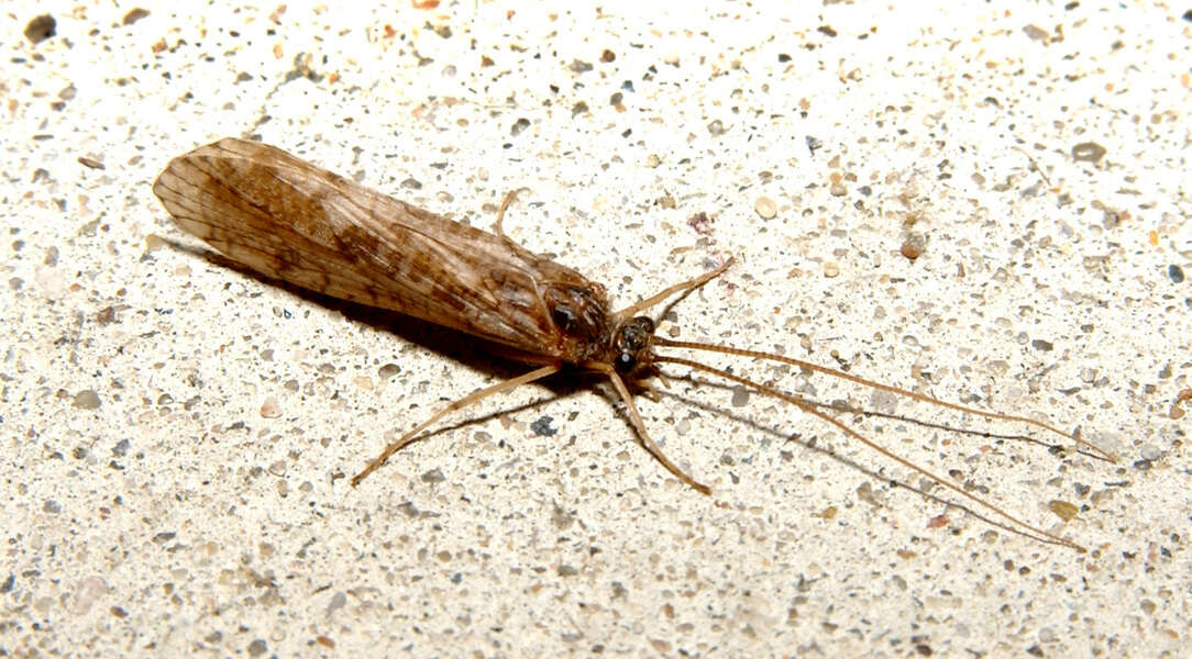 Image of Phryganeoidea