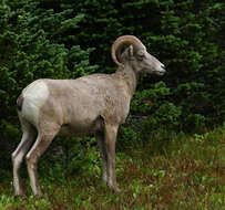 Image of bighorn sheep