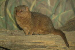 Image of Dwarf mongooses