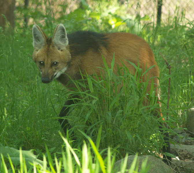 Image of Maned Wolves