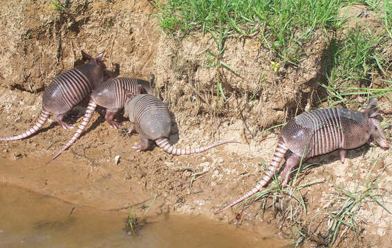 Image of Nine-banded or Greater Long-nosed Armadillo