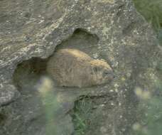 Image of hyraxes