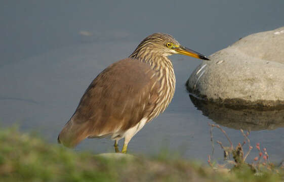 Image of Chinese Pond Heron