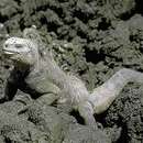 Image of Fernandina Marine Iguana