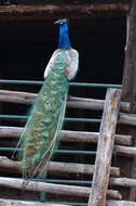 Image of Asiatic peafowl