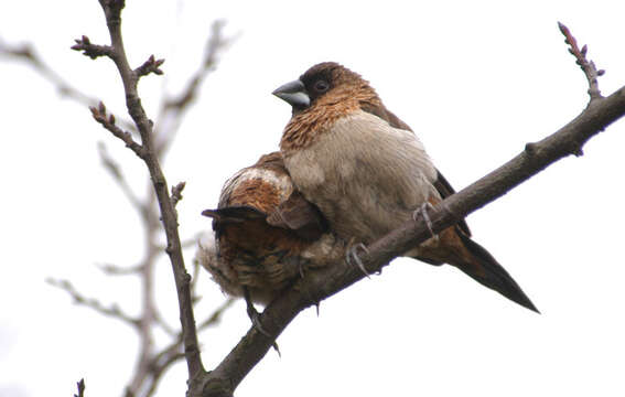 Image of White-rumped Munia