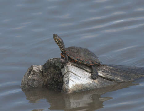 Image of Trachemys Agassiz 1857